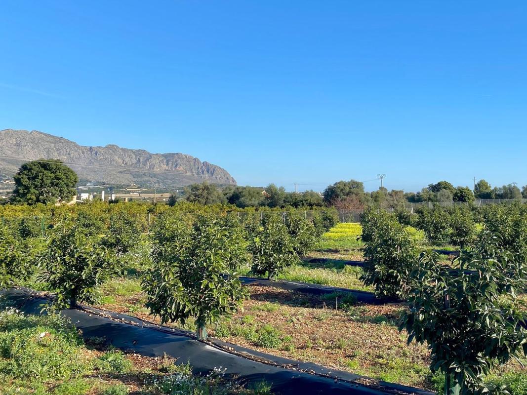 Land for sale in Benidoleig, Alicante photo 3