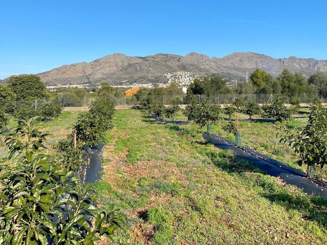 Land for sale in Benidoleig, Alicante photo 4