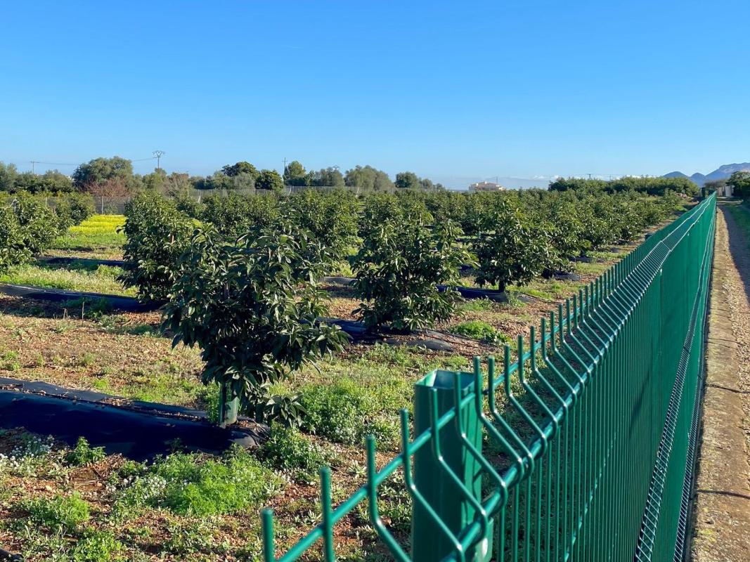 Land for sale in Benidoleig, Alicante photo 5