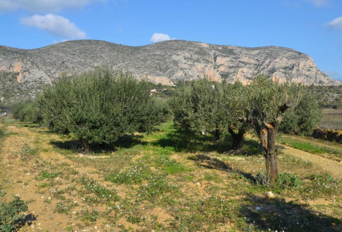Terreno en venta en Teulada, Alicante photo 5