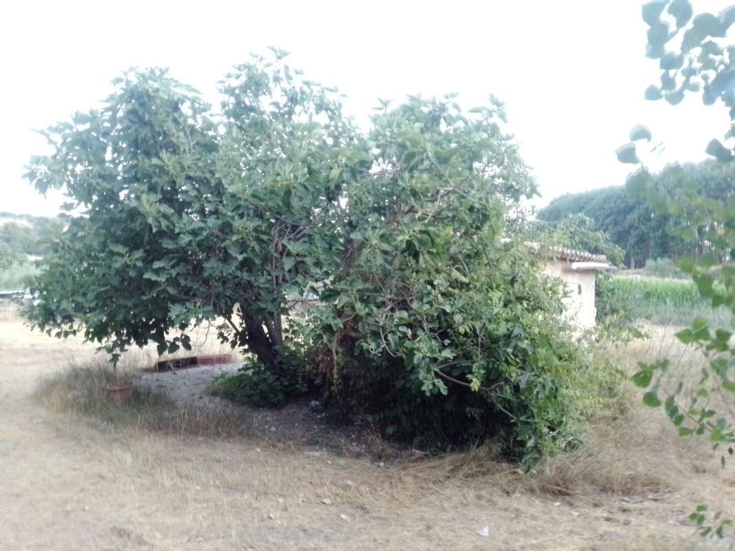 Terreno en venta en Cocentaina, Alicante photo 2