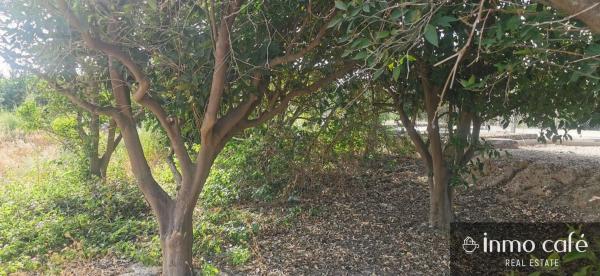 Terreno en Benferri photo 1
