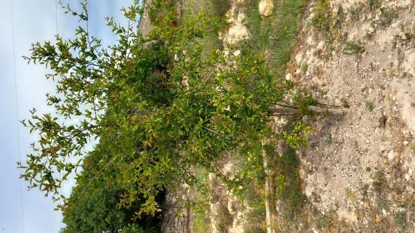 Terreno en Damunt l'horta, 26 photo 4