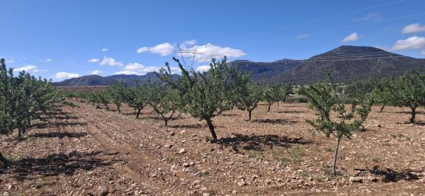 Terreno en Monovar photo 1