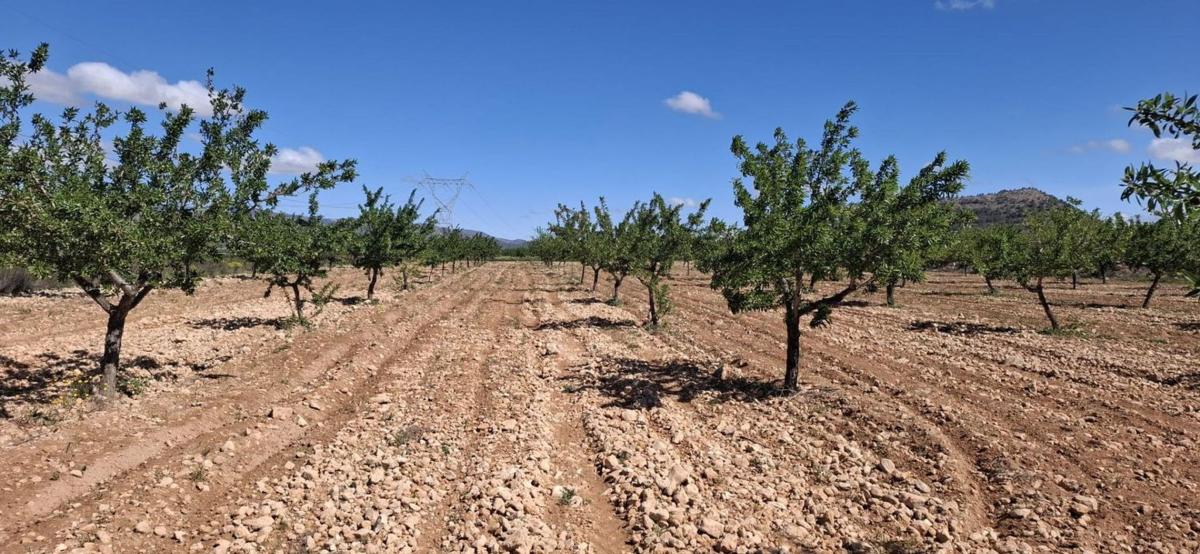 Terreno en venta en Monovar, Alicante photo 2