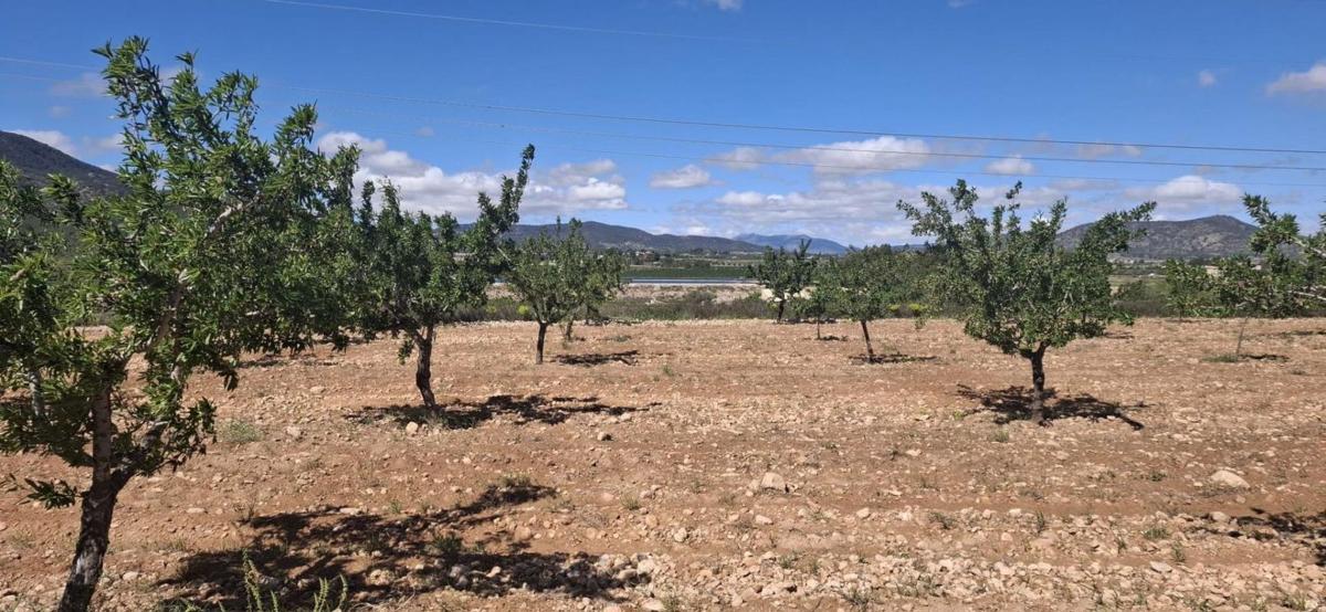 Terreno en venta en Monovar, Alicante photo 3