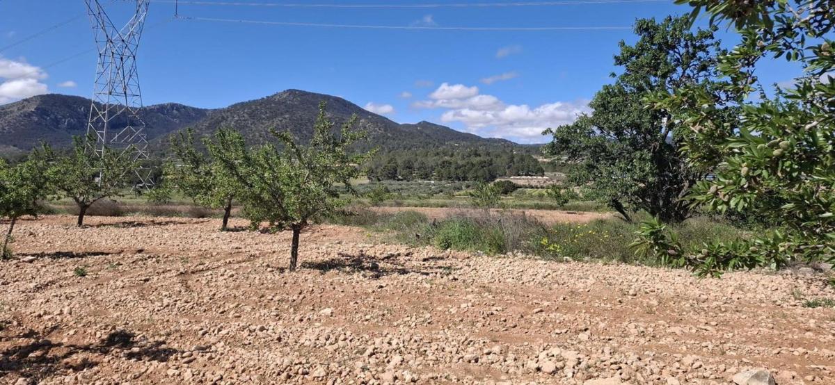 Terreno en venta en Monovar, Alicante photo 5