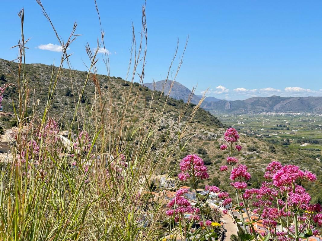Land for sale in Pedreguer, Alicante photo 4