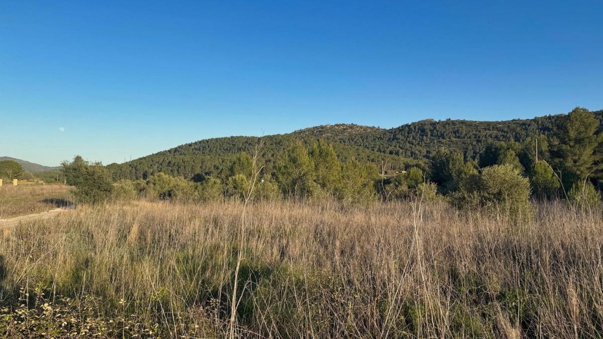 Land for sale in Jalón, Alicante photo 4