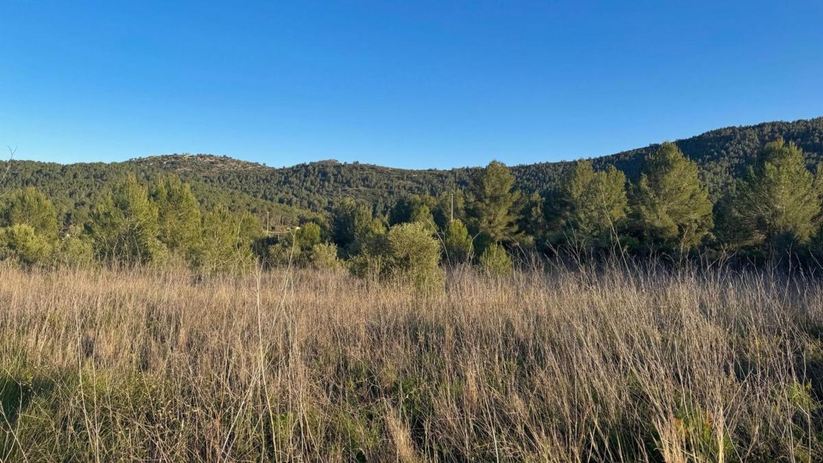 Land for sale in Jalón, Alicante photo 5