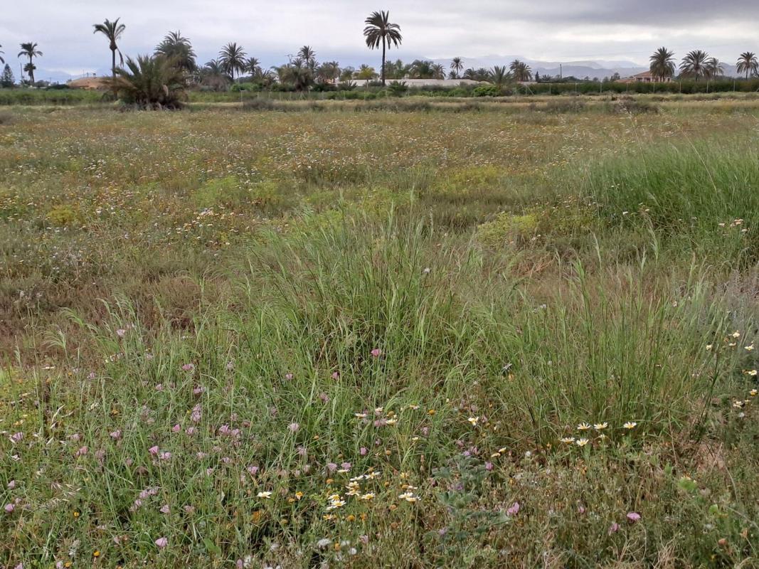 Land for sale in Elche / Elx, Alicante photo 1
