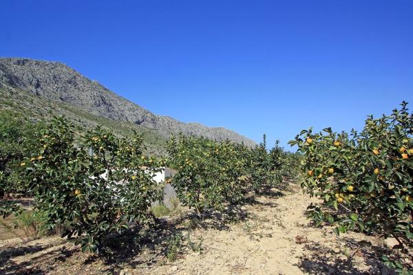 Terreno en Beniarbeig photo 4