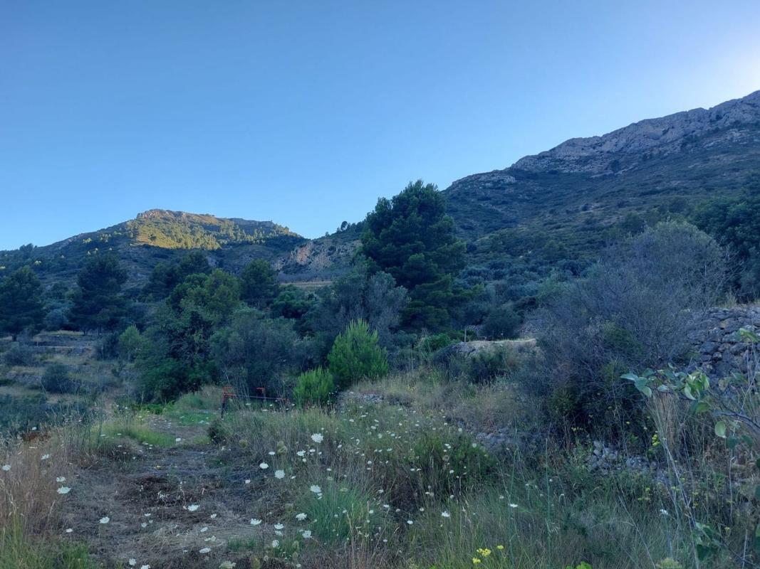 Land for sale in Jalón, Alicante photo 2