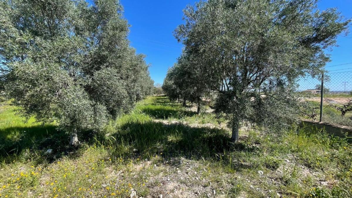 Venta de finca rústica en Camino de San Cayetano, 67 , Albatera photo 3