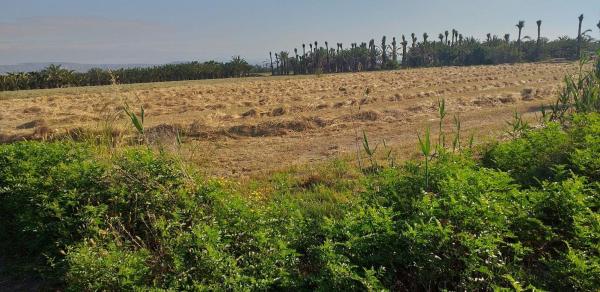 Terreno en Crevillente photo 2