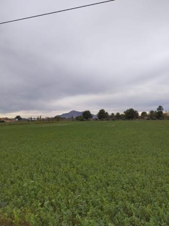 Terreno en Crevillente photo 3