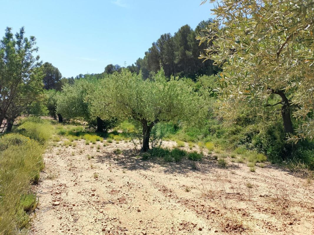Land for sale in Castalla, Alicante photo 2