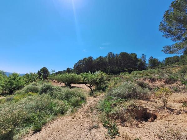 Terreno en Castalla photo 3