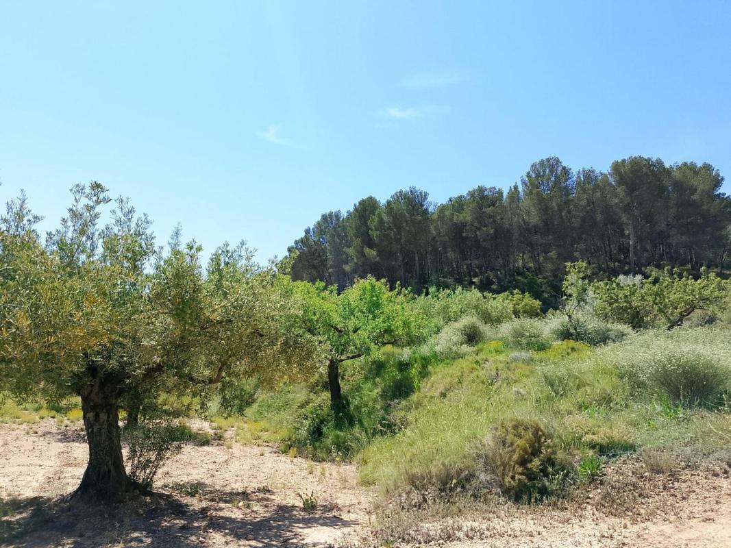 Land for sale in Castalla, Alicante photo 4