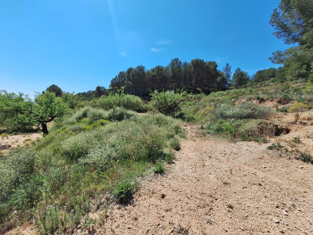 Land for sale in Castalla, Alicante photo 5