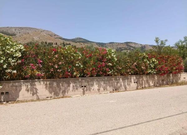 Terreno en Onil photo 1
