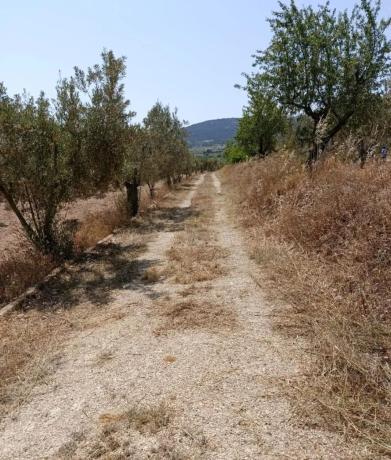Terreno en Onil photo 4