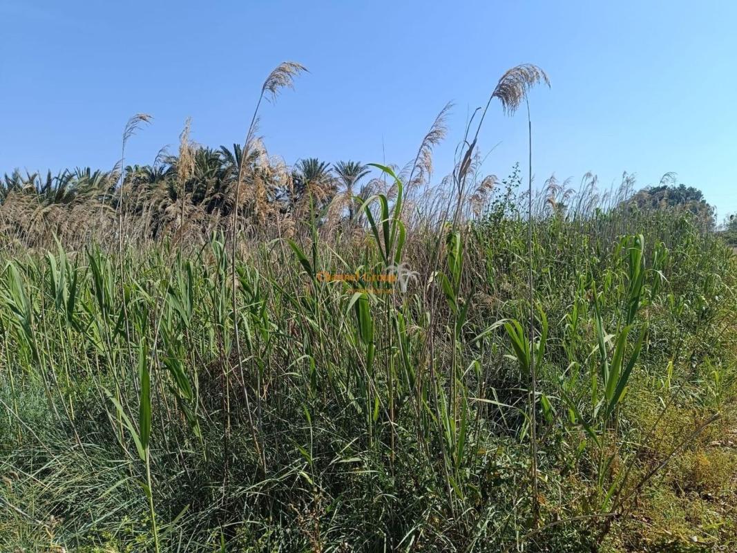 Terreno en venta en Elche / Elx, Alicante photo 5