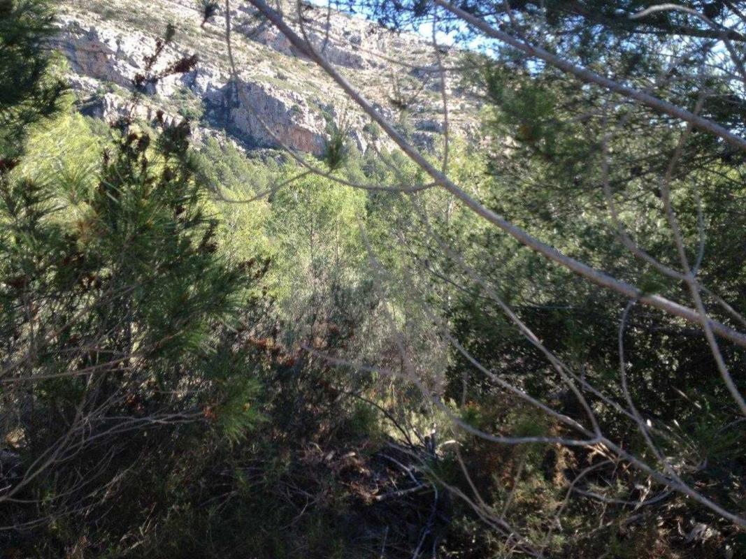 Land for sale in Jalón, Alicante photo 3