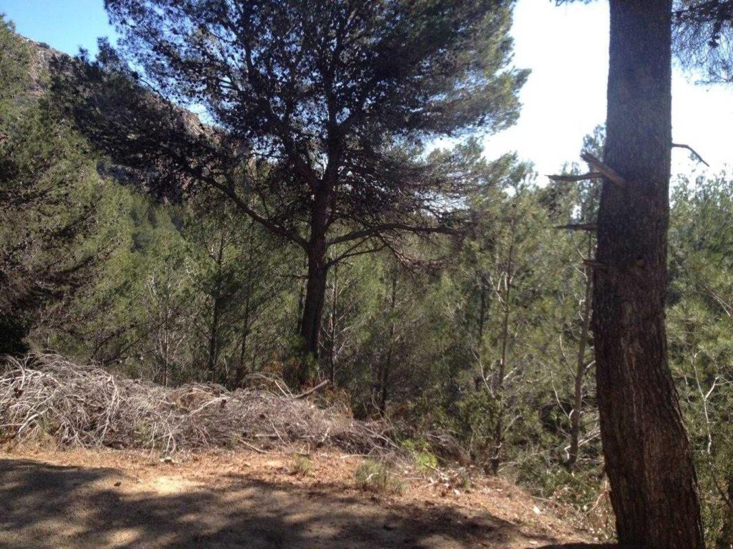 Land for sale in Jalón, Alicante photo 4