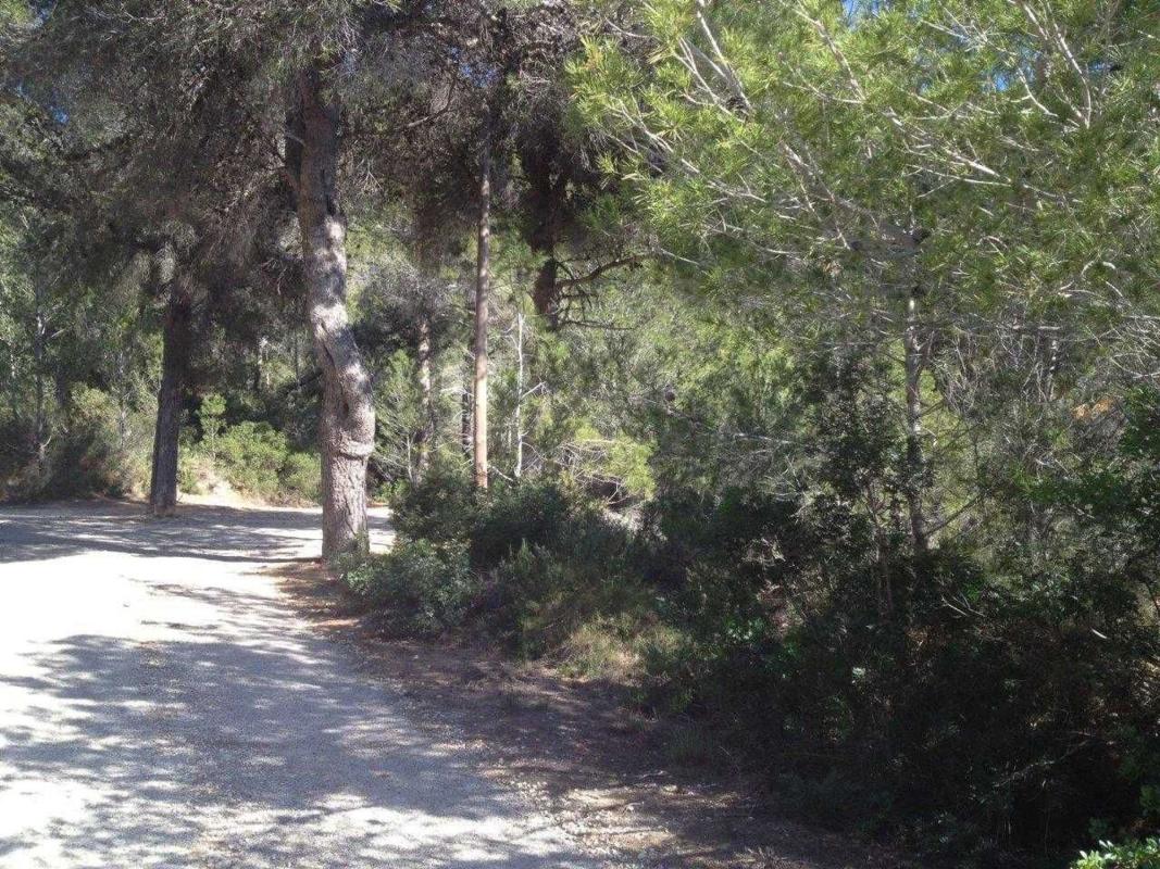 Land for sale in Jalón, Alicante photo 5