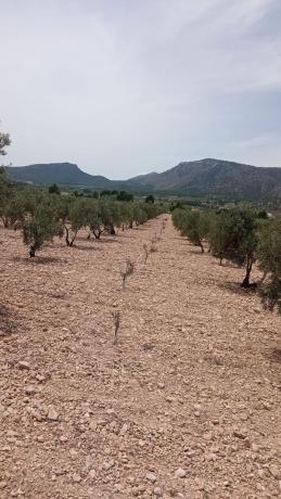 Terreno en Salinas photo 2