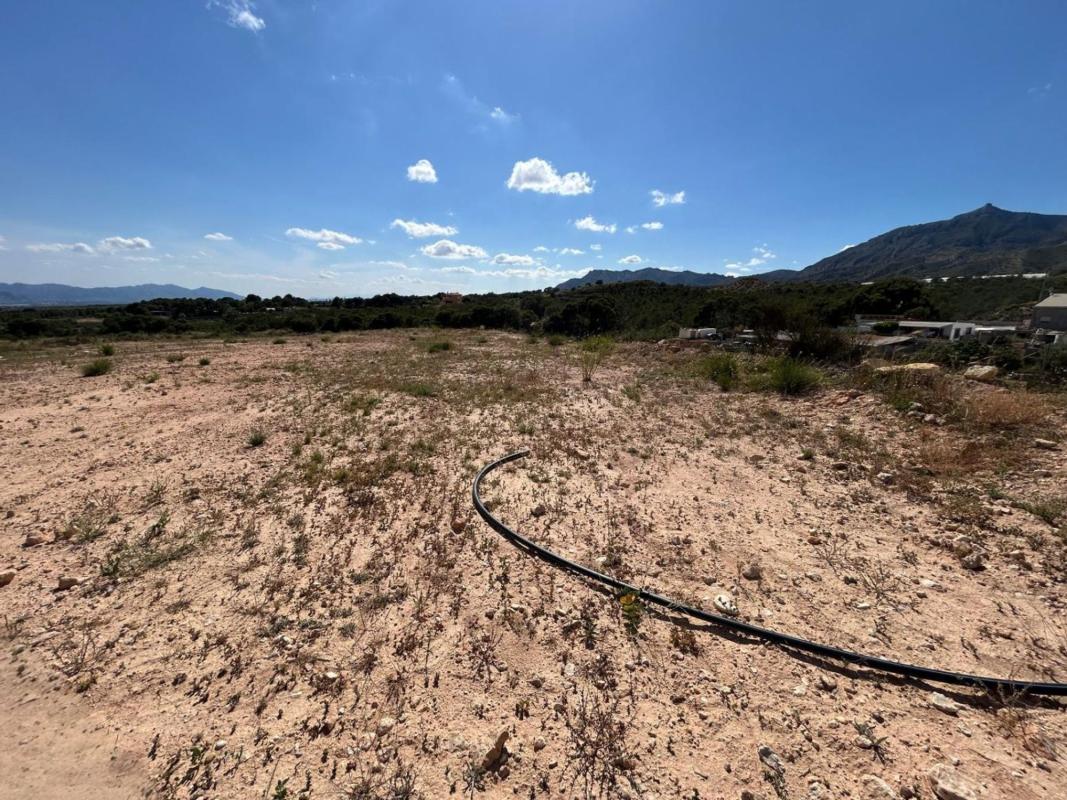 Land for sale in Crevillente, Alicante photo 3