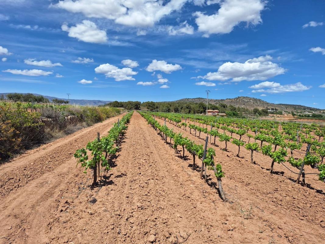 Terreno en venta en Pinoso, Alicante photo 1