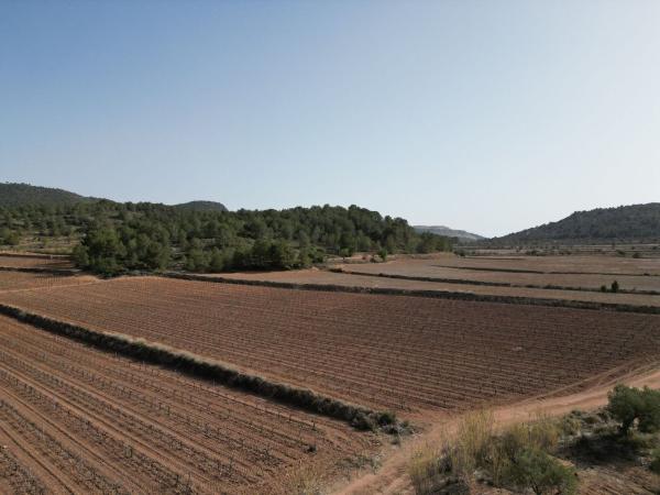 Terreno en Pinoso photo 1