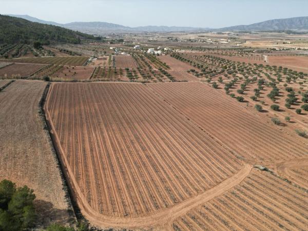 Terreno en Pinoso photo 2