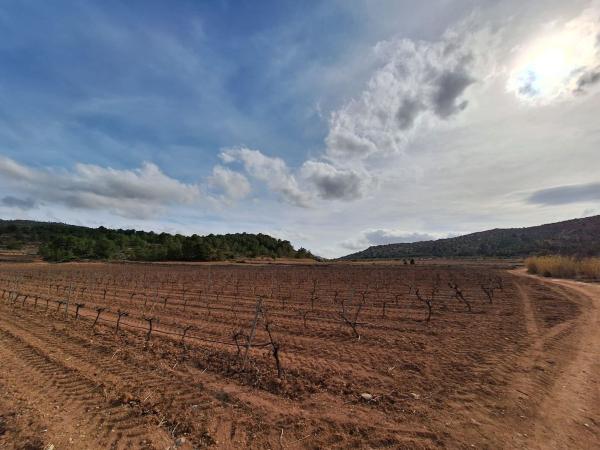 Terreno en Pinoso photo 4
