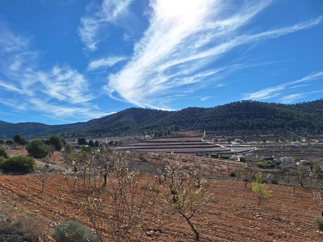 Terreno en venta en Pinoso, Alicante photo 1