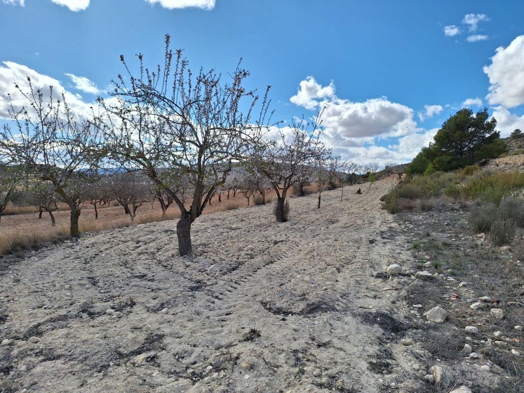 Terreno en venta en Pinoso, Alicante photo 2