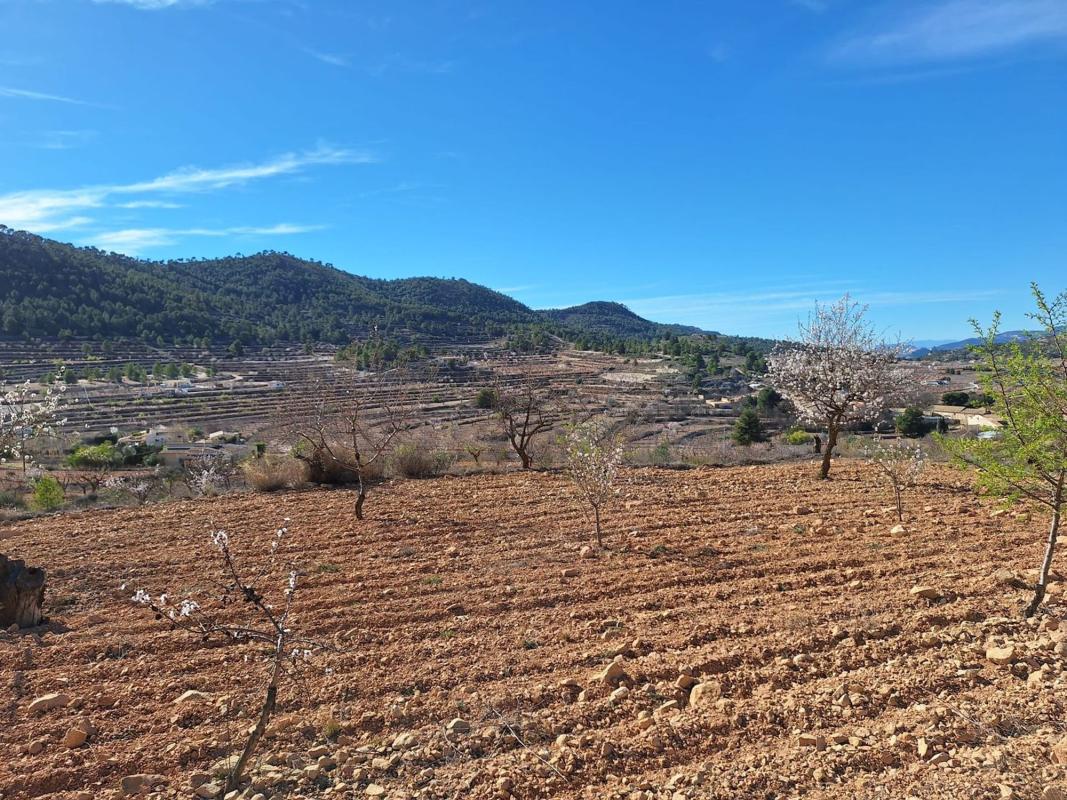 Terreno en venta en Pinoso, Alicante photo 3