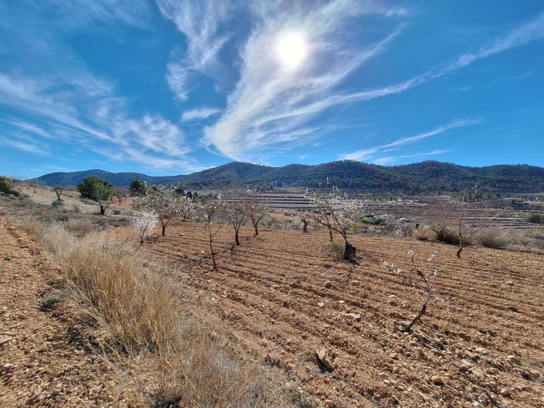 Terreno en venta en Pinoso, Alicante photo 4