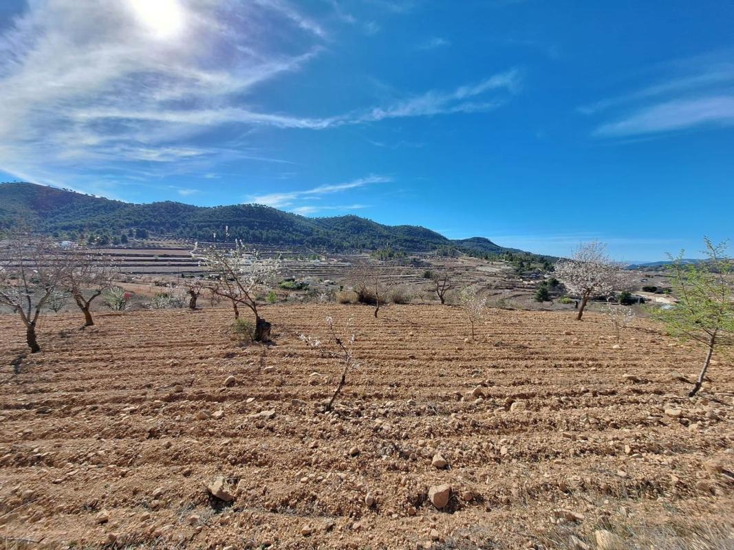 Terreno en venta en Pinoso, Alicante photo 5