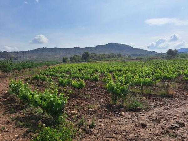 Terreno en Pinoso photo 2