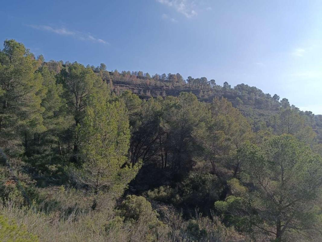 Land for sale in Llíber, Alicante photo 4