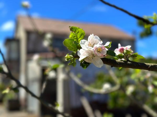 Chalet independiente en venta en Casa o chalet en Quinteiro, A Baña, A Baña
 photo 4