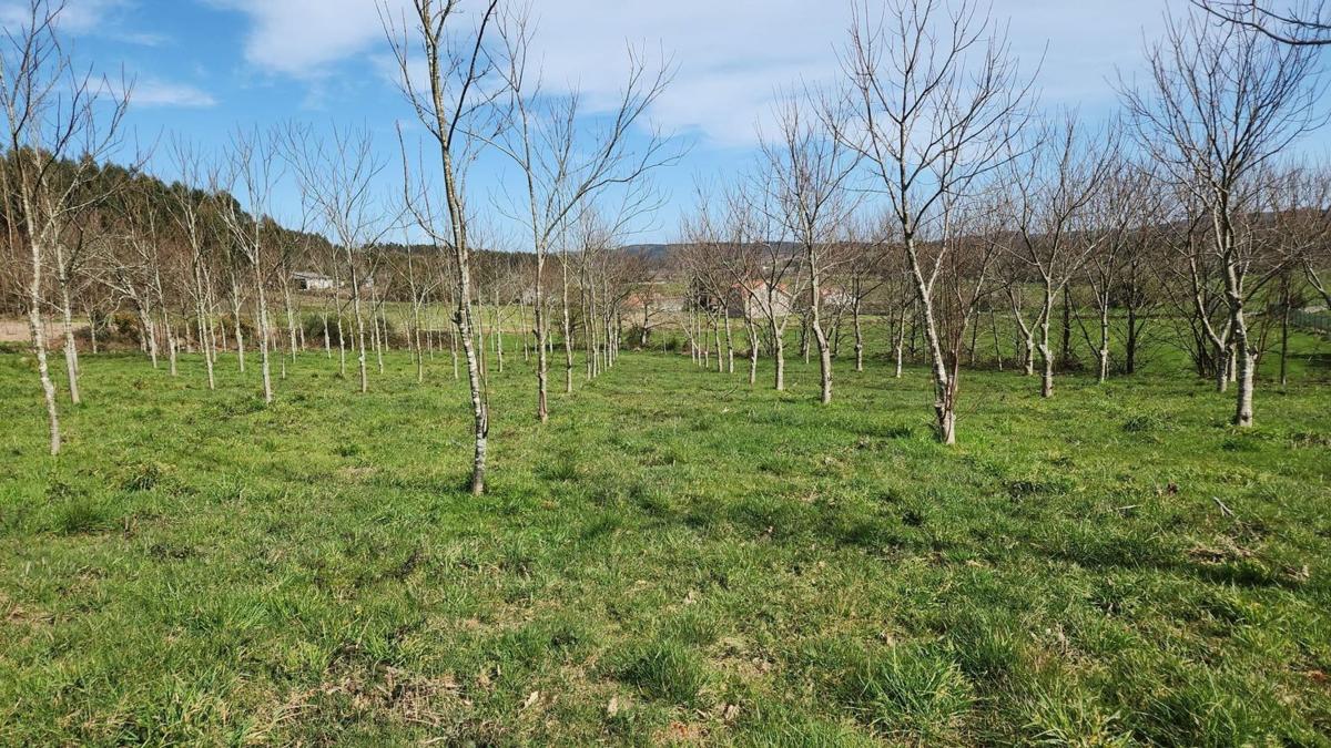 Sprzedaż działki rolnej w  Finca rústica en Piolla s/n, Cabana de Bergantiños , Cabana de Bergantiños photo 4