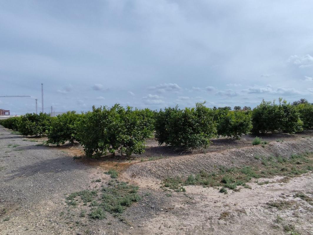 Terreno en venta en Almoradí, Alicante photo 5