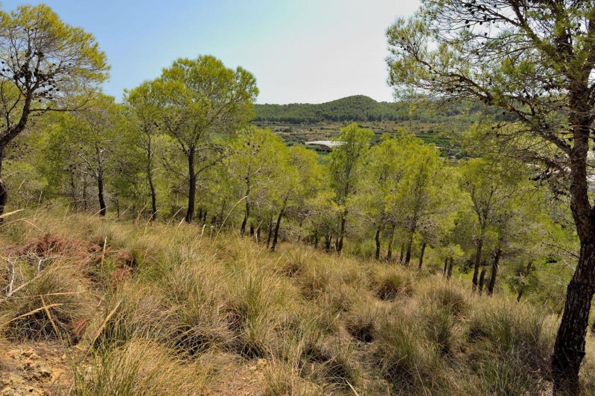 Land for sale in Altea, Alicante photo 5
