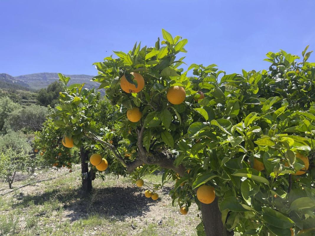 Działka na sprzedaż w Beniarda, Alicante photo 5
