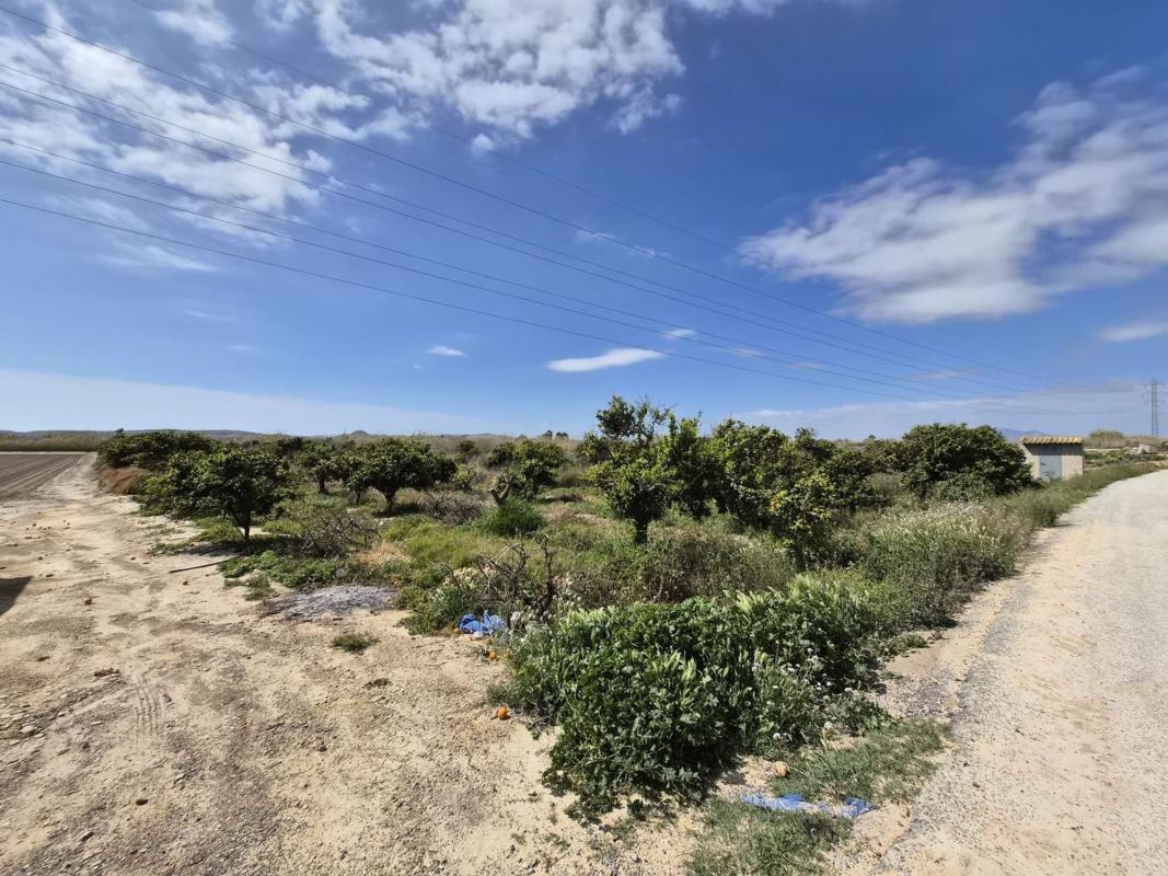Terreno en venta en Guardamar del Segura, Alicante photo 3