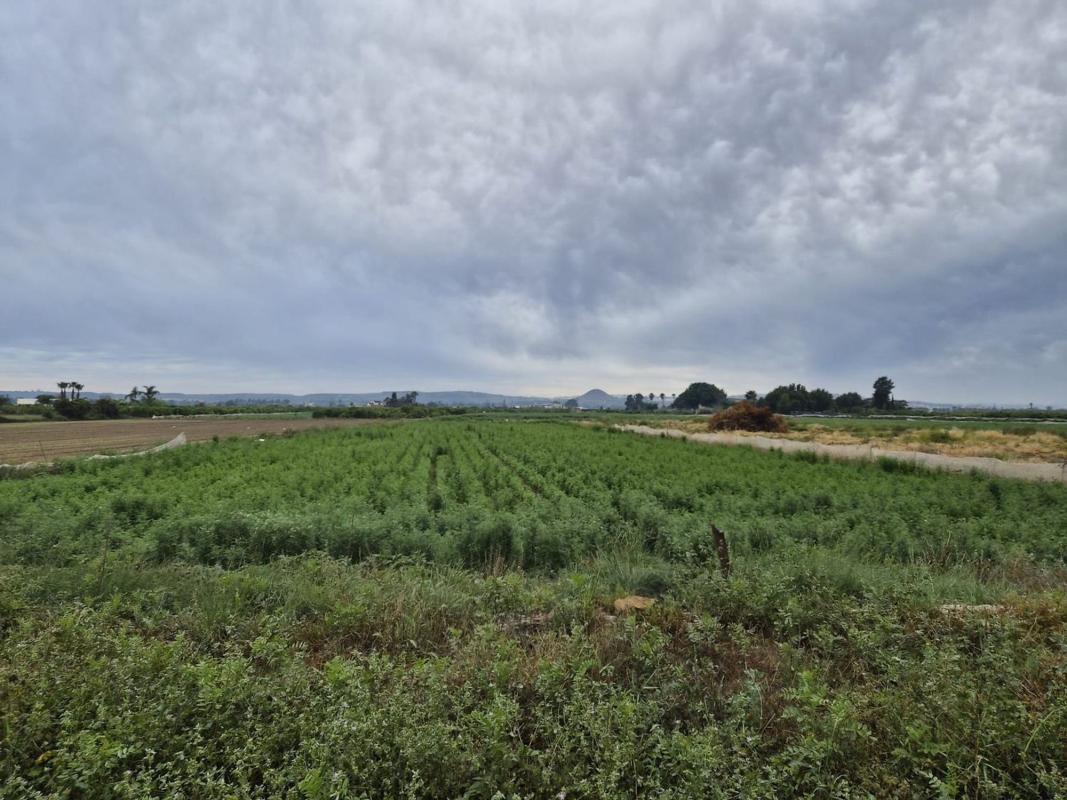 Terreno en venta en Guardamar del Segura, Alicante photo 4